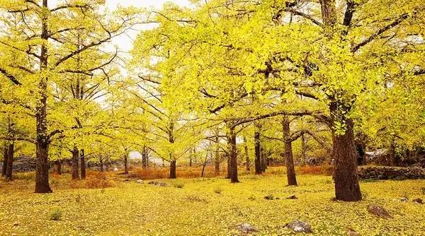 头条|再有人说广西没有秋天，就把这条微信甩给TA看！