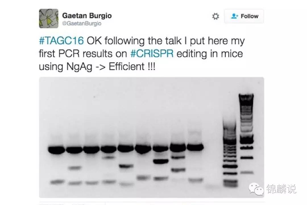 沉默的韩春雨：不可重复的NgAgo实验？