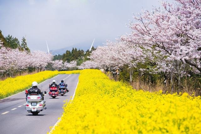 旅行济州岛,济州岛旅游自由行推荐