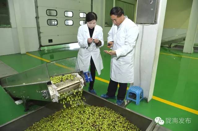 最美橄榄季，小武带您探访“特级初榨”是如何炼成的~