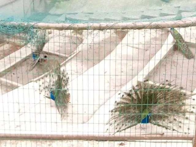 圣灯山老场镇风貌改造项目,圣灯山镇未来5年规划