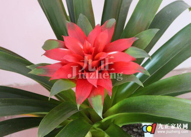 凤梨花图片及花语,凤梨花百科知识