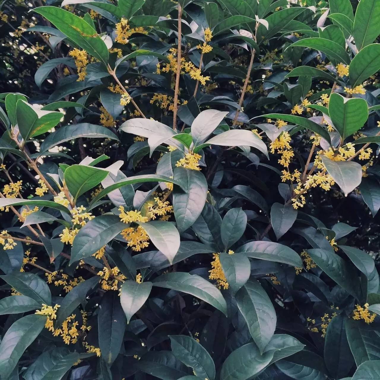 把桂花的香味藏在口中,把桂花喝下去把香气留下来