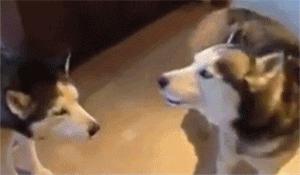 萌宠萌图第735：喵星人偷吃主人放在桌子上的食物