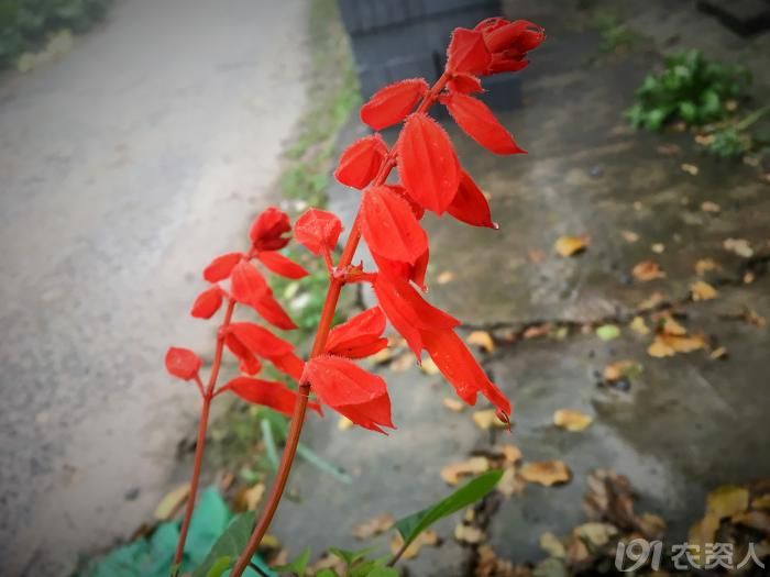 常见野生红花,常见的野红花