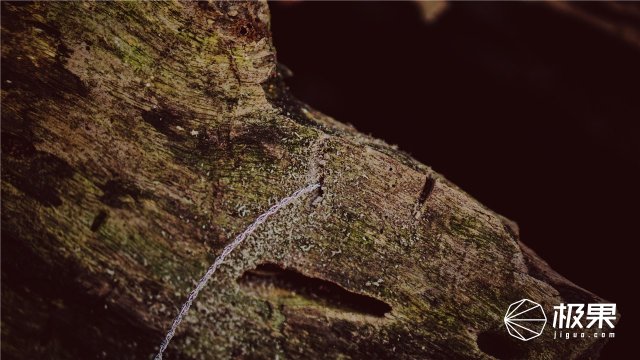 这盒子还没手掌大，里面的工具却比工具箱还全，野外保命全靠它