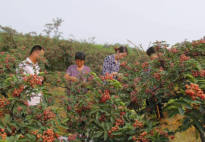 韩城花椒和武都花椒 (汉源花椒和富平花椒)