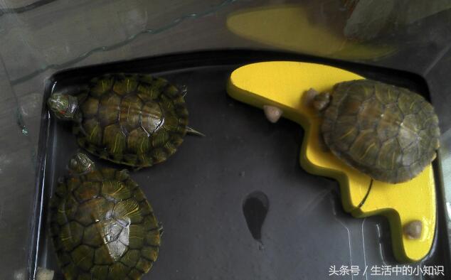 养的小乌龟吃什么食物,小乌龟怎么养经验详解
