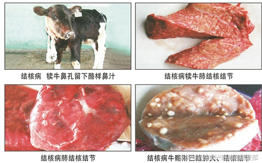 牛结核病的控制方法是,牛结核病防治技术规范