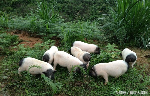 养一年的土猪与养两年的土猪区别,土猪养殖方法