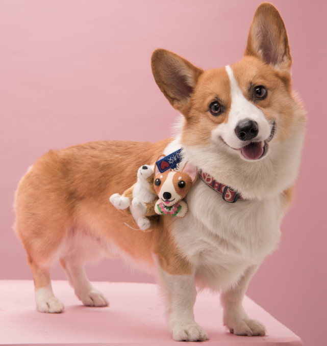 小柯基小时候的样子和长大的样子,还没长大的小柯基