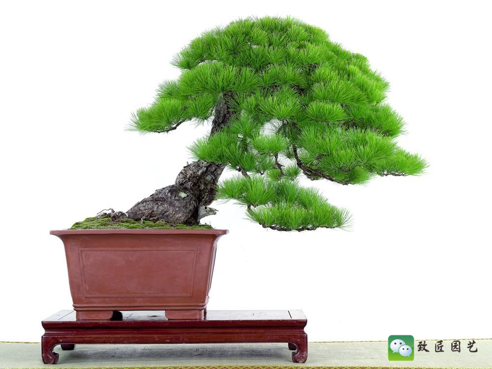 黑松盆景获奖作品 (金奖文人黑松盆景精品)