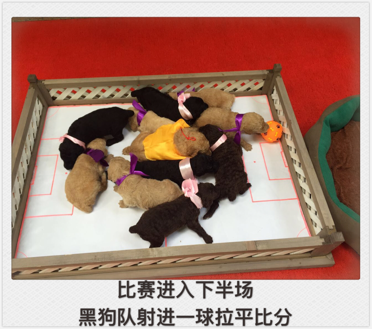 小狗踢足球绕杆视频,小萌狗打球