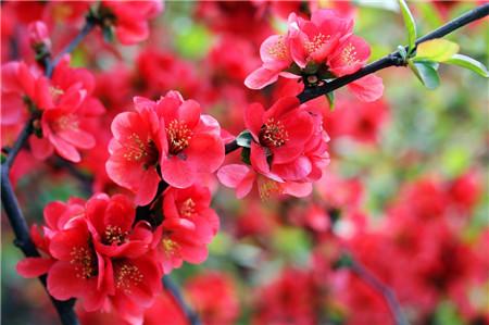 河州牡丹—海棠花虫灾及防治大全