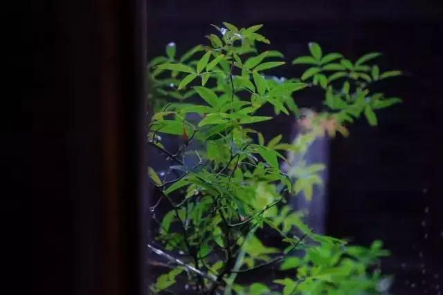 美豪皆丽致烟雨醉无锡