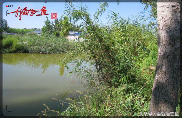 原创我爱飞鱼耍耍耍