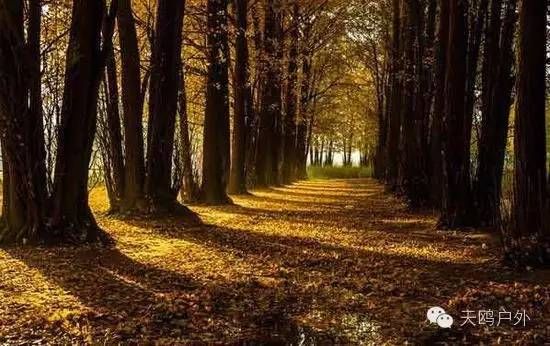 河南最好的红叶银杏叶在哪 (深秋河南哪里可以看银杏)