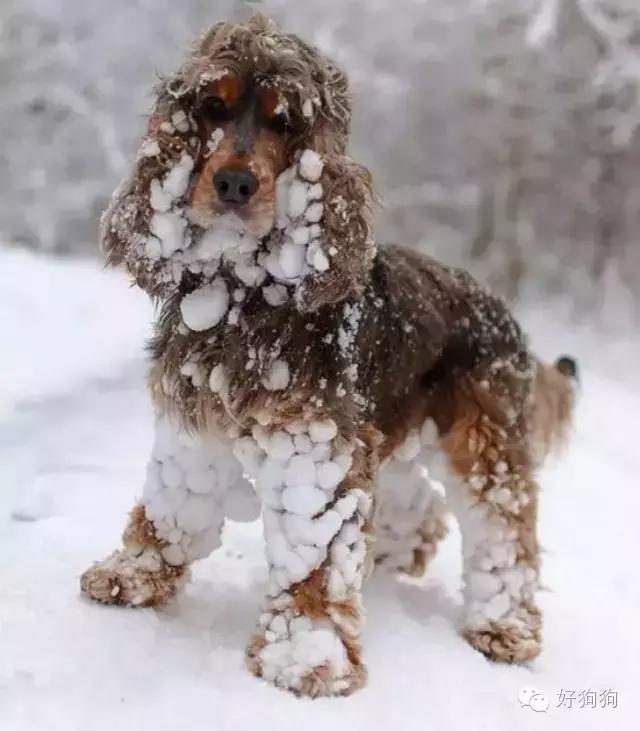 下雪天狗狗会怎么样,下雪天狗狗应该注意什么