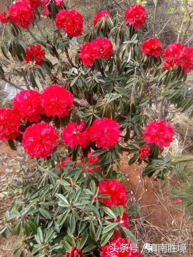 富源县营上镇营上村高清航拍,富源营上大坪照片