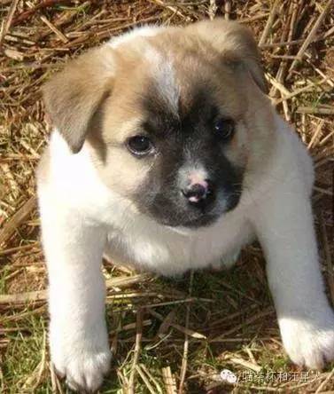 狗狗被抛弃的各种原因,狗狗被丢弃以后的心理