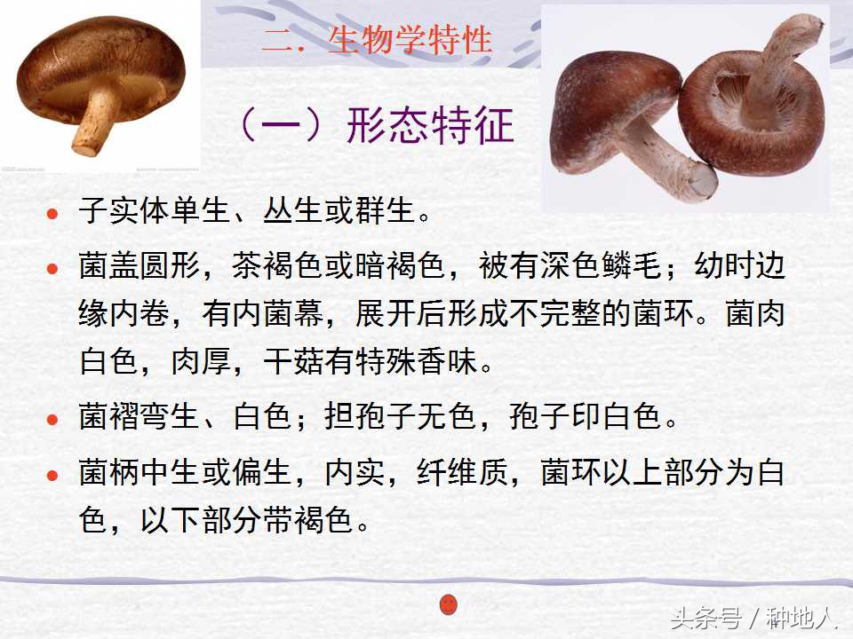 香菇栽培实用技术教案,屋顶香菇栽培