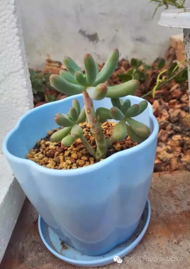 多肉在不经意间治愈你,多肉独立而坚强