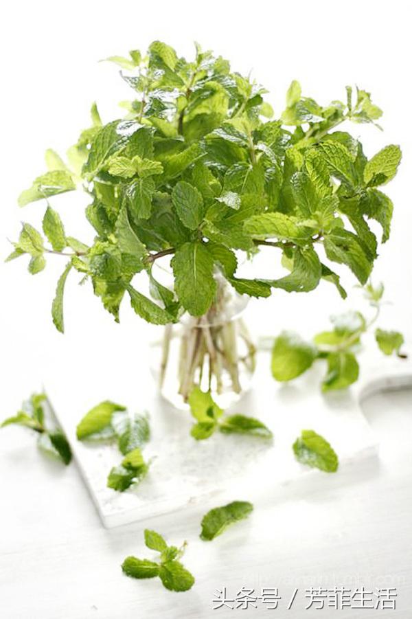 薄荷水培扦插方法全过程,水培植物薄荷