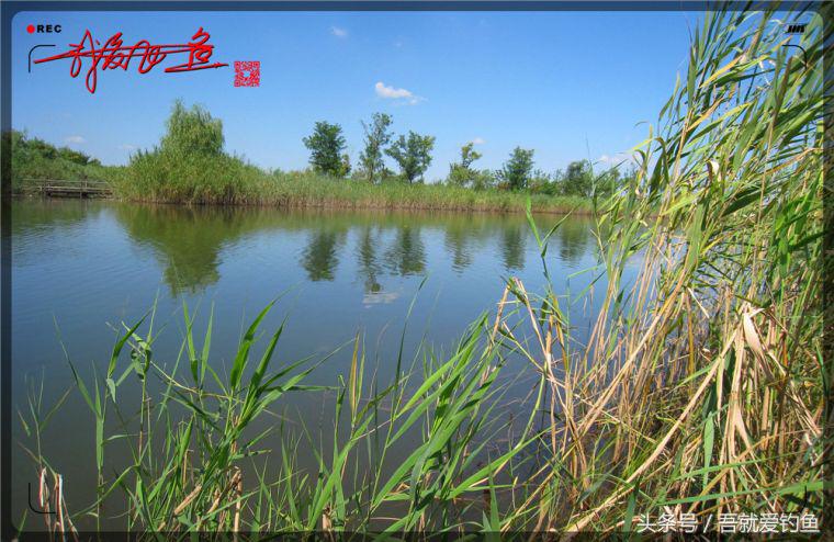 原创我爱飞鱼耍耍耍