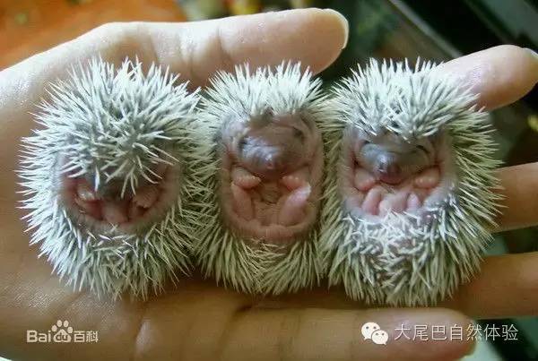 每天一种水果介绍山竹,每天一个水果是什么体验