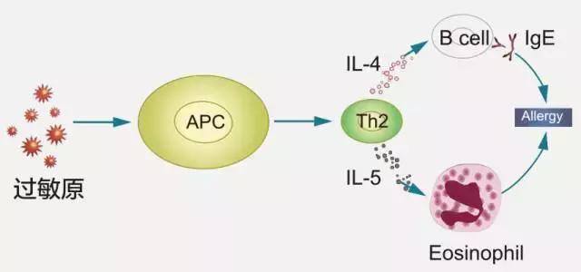 乐亦康益生菌,乐亦康益生菌的功效