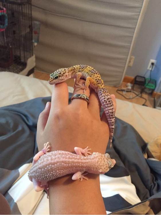 豹纹守宫宝宝破壳的过程,豹纹守宫宝宝孵化破壳而出