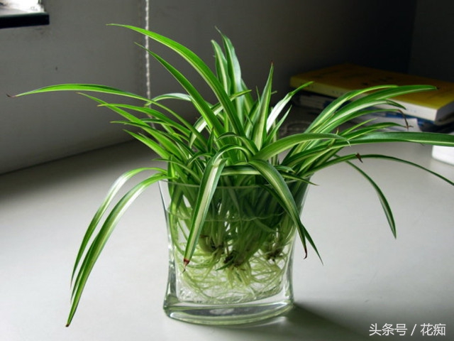 水培吊兰怎么才能长得茂盛,金鱼吊兰水培能茂盛吗