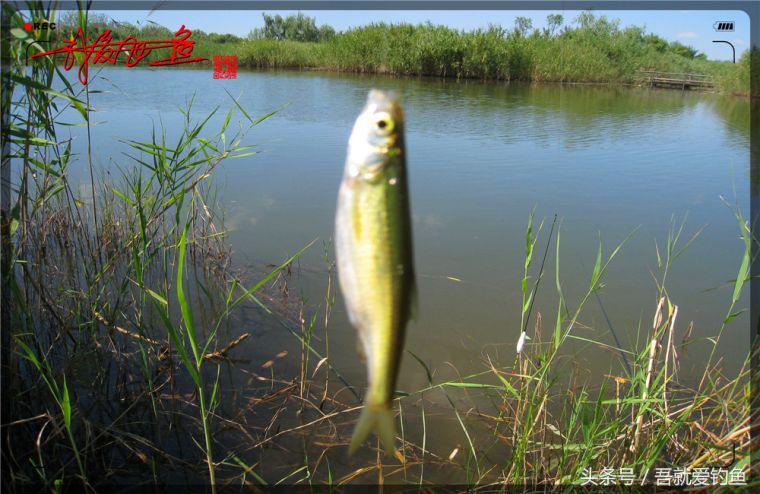 原创我爱飞鱼耍耍耍