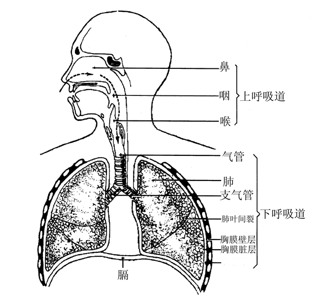 儿童扁桃体发炎经常发高烧怎么办,儿童扁桃体发炎反复发高烧怎么办