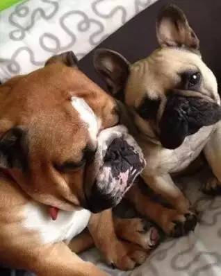 一梦谈狗：这些都不知道，别告诉我你喜欢英国斗牛犬……