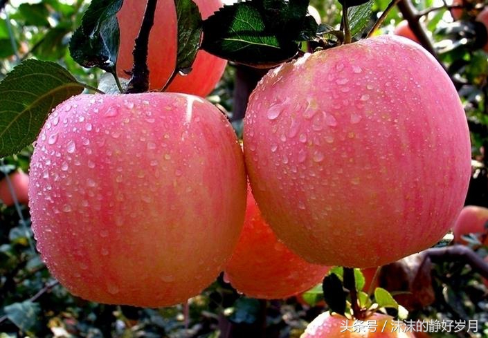 孕妈最适宜吃的秋季水果,孕妇秋天干燥吃什么食物最好