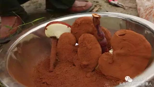 关于灵芝孢子粉新闻视频,央视报道灵芝孢子粉的功效