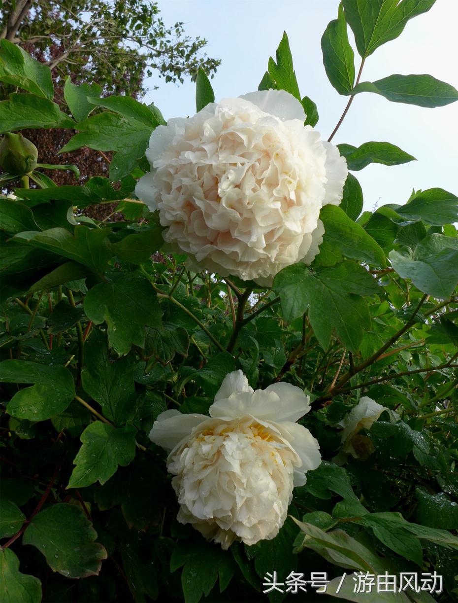 洛阳国际牡丹园门票,洛阳国际牡丹园图