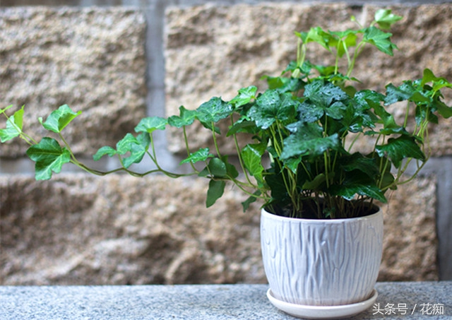 常春藤爬藤垂吊绿植,常春藤怎么养才能更旺盛