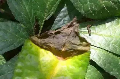 道地药材“三七”的植株病害识别与防治技巧宝典