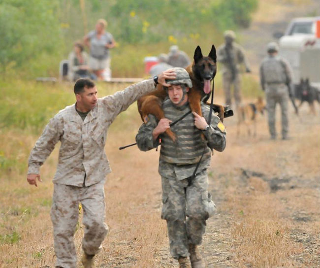 有一种狗叫你扛!狗狗黑背(德牧)的军旅生活!湄公河的哮天犬?