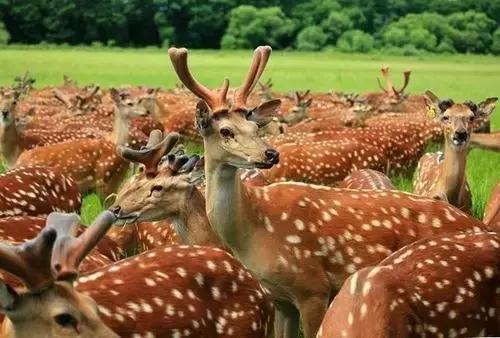来吉林市游玩,来吉林市旅游