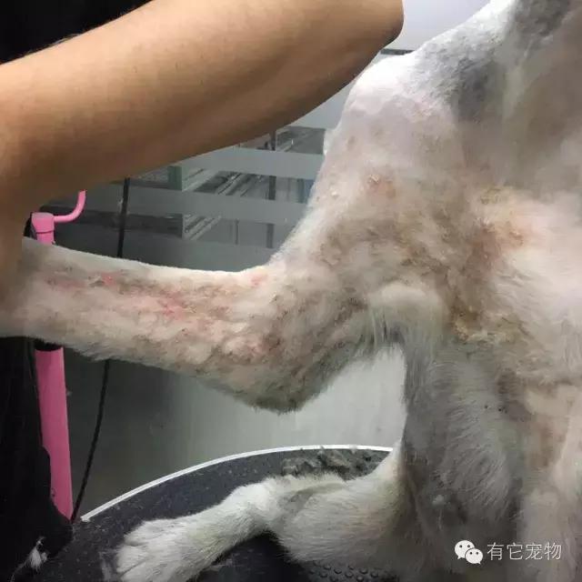 无良宠物店狗狗死亡,无良宠物店让人寒心