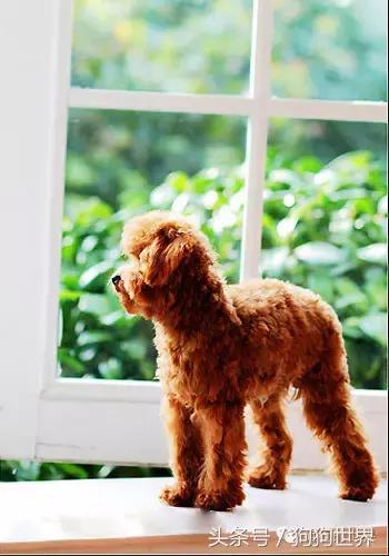 贵宾犬怎么养才好养,贵宾犬怎么养好呢