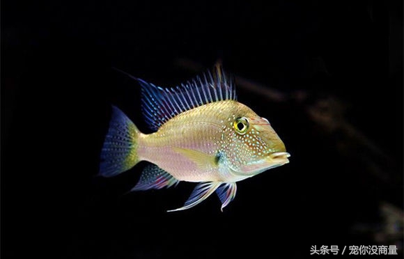 买的硝化细菌真的管用吗,喜尊硝化细菌真的和假的怎么鉴别