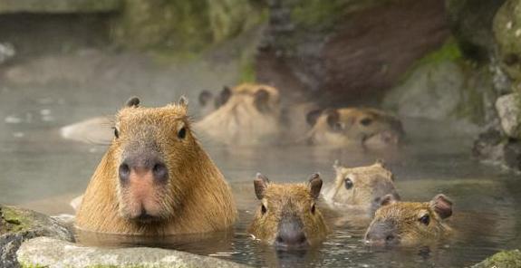 天冷了现在正是泡温泉的最佳时刻,天气逐渐变冷来泡澡