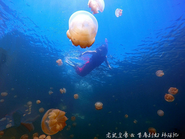 帕劳海底鲨鱼图片大全,帕劳海洋奇观之谜