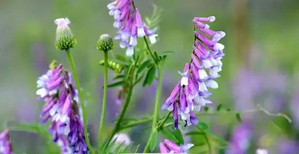 九蜂堂,九蜂堂蜂蜜