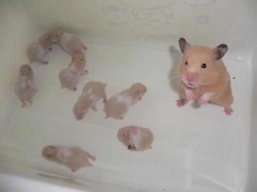 金丝熊是不是番鼠,金丝熊是断尾了吗