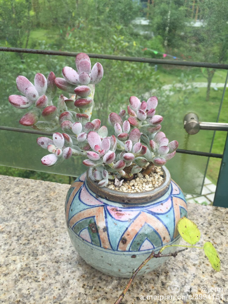 我的多肉小苗一直在露养用遮阳吗,露养冬天的第一盆多肉